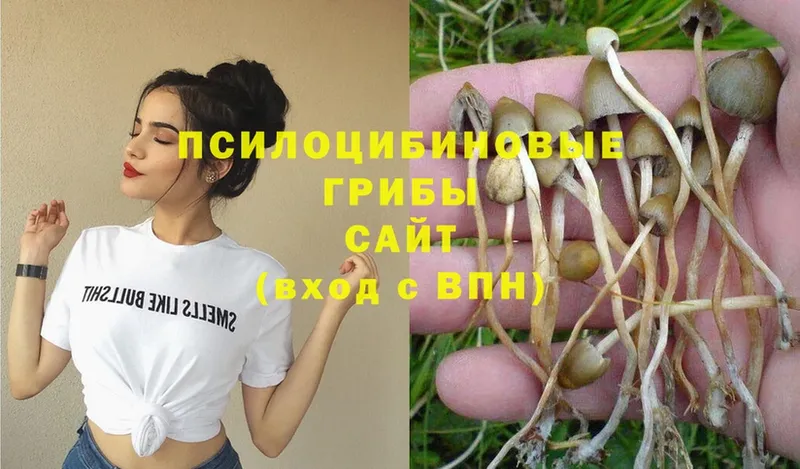 mega маркетплейс  Камызяк  Псилоцибиновые грибы Magic Shrooms 